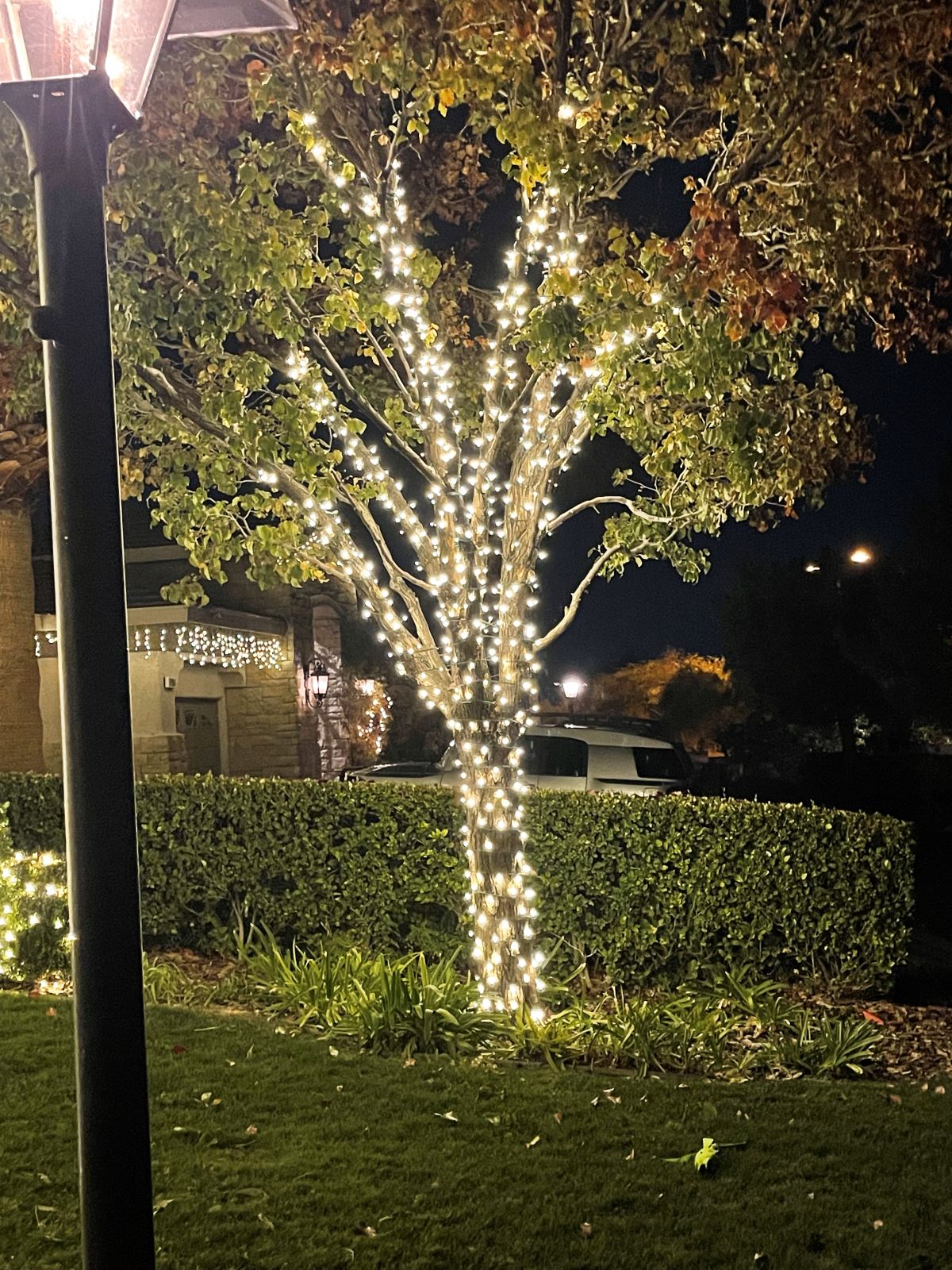 Christmas lights tree Lighting summerlin