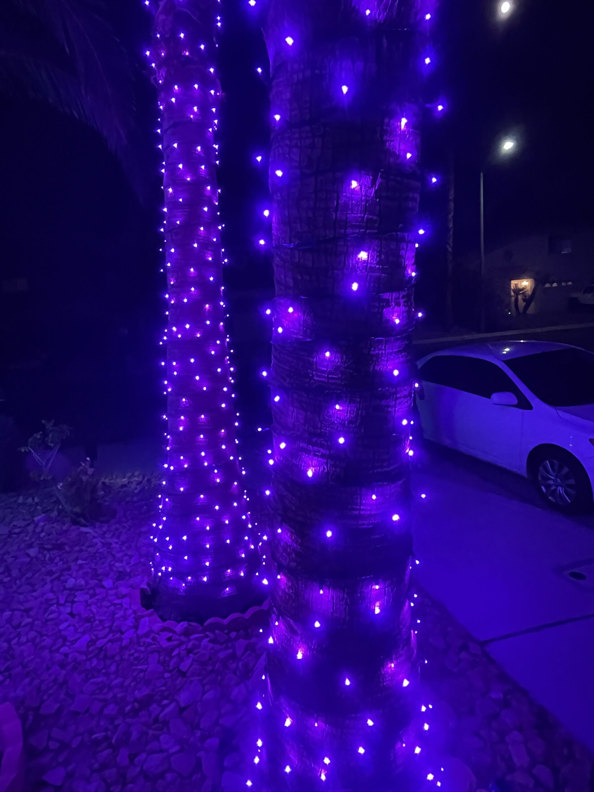 Purple-Christmas-Lights-Installation- On -Big-Palm-Trees near Henderson, Nevada